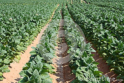 tobacco plants buy online
