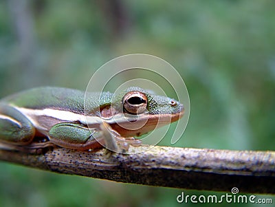 tree frog jumping. pictures stock photo : Tree frog tree frog jumping.