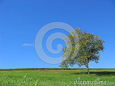 wallpaper spring trees. TREE (click image to zoom)