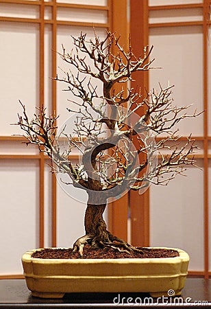 bloodgood japanese maple bonsai. laceleaf japanese maple bonsai