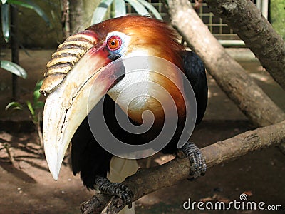 Tropical Birds on Tropical Bird  Click Image To Zoom