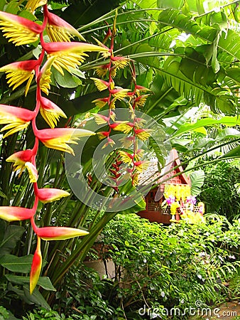 Tropical Birds on Background Of Tropical Flowers Bird Of Paradise Thailand   Background