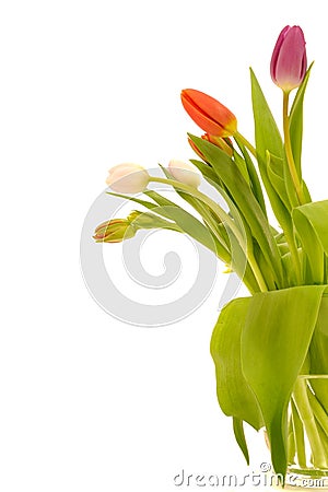 flowers background white. TULIP FLOWERS ON WHITE
