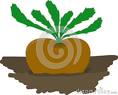 Turnip Growing In Garden - Vector Illustration S
