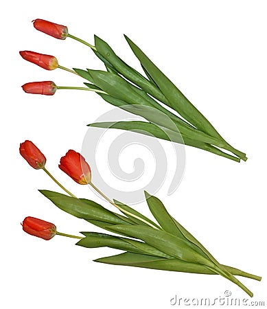 bouquets of tulips. Stock Photography: Two isolated ouquets of tulips