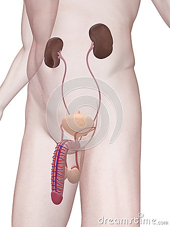 circulatory system diagram not labeled. circulatory system diagram unlabeled. human digestive system diagram