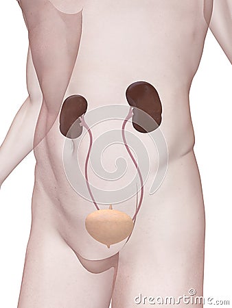 System Architecture Diagram on 3d Rendered Anatomy Illustration Of The Human Urinary System