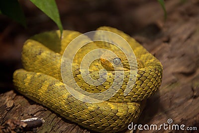 Stock Photography: Variable Bush Viper Snake. Image: 18