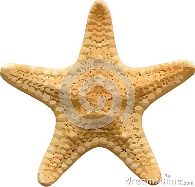 Free Stock Vector on Royalty Free Stock Image  Vector Starfish