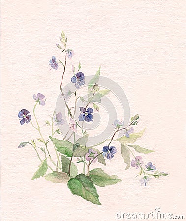 watercolor painting flowers. VERONICA FLOWERS WATERCOLOR