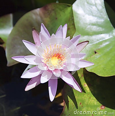 dreamstime.com/water-lily