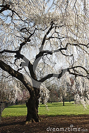 weeping cherry tree pictures. WEEPING CHERRY TREE