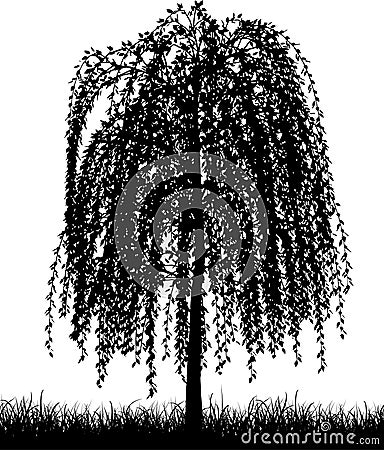 Willow Tree Branch. WEEPING WILLOW TREE (click