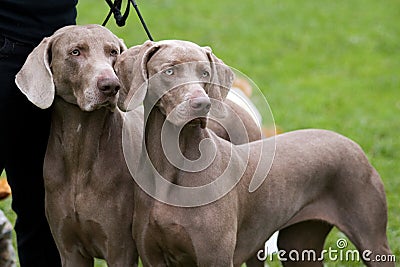 ... Free Stock Photography: Weimaraner breed dogs coupl
