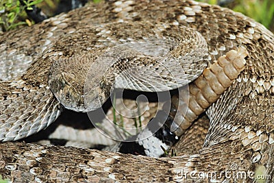 Stock Images: Western Diamondback Rattlesnake. Image: 1