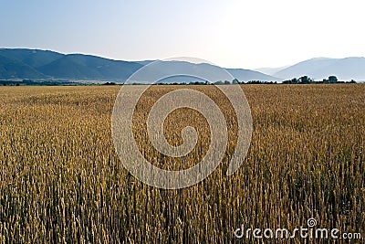 Royalty Free Stock Photo: Wheat field