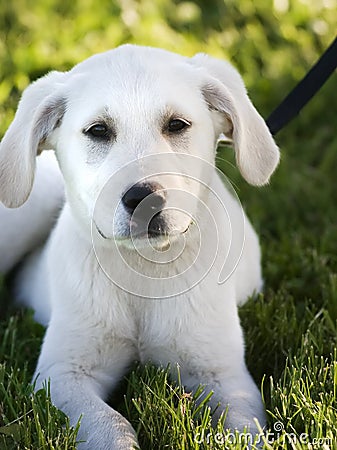 White  Puppies on Royalty Free Stock Images  White Lab Puppy  Image  3113479