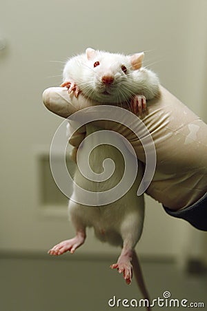 animal testing pictures. AN ANIMAL TESTING FACILITY