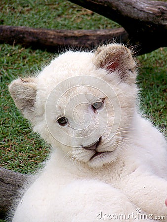 White Lion Cubs Cute. to picture White+lion+cub
