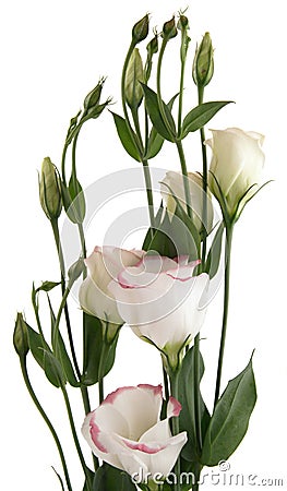 White Flower on White Lisianthus Flowers With Pink Variegation  Top Of The Flowering