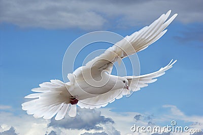 white-pigeon-in-the-skies-thumb1578446.jpg