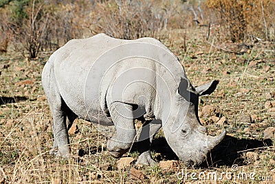rhino bull