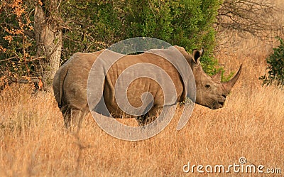 Cerritos Acura on Side View Rhino