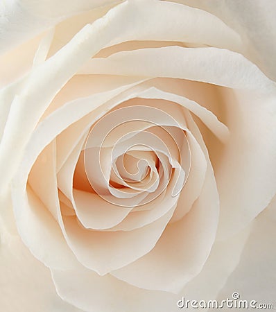 WHITE ROSE CLOSEUP (click