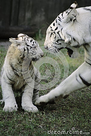 Baby+white+tigers+playing