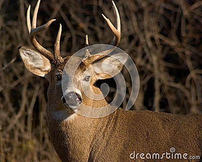 Buck Deer Pics