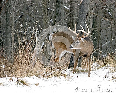 deer hunting wallpaper. whitetail deer hunting