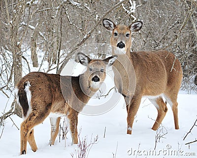 WHITETAIL DEER YEARLING AND