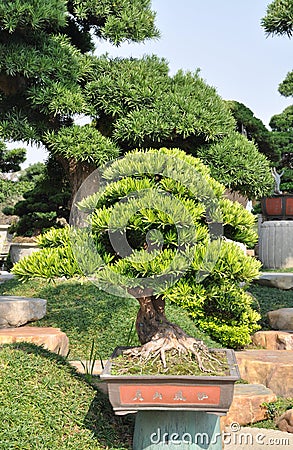 Bonsai  on Yacca Tree Bonsai In Pot Stock Photo   Image  17768480