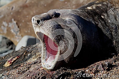 antarctica elephant seals