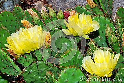 Cactus Flower on Yellow Cactus Flowers Stock Photos   Image  21799183