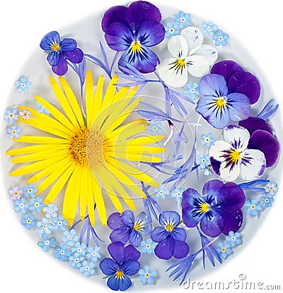 Yellow Flower Picture on Yellow Daisy And Purple Flowers Stock Image   Image  23325681