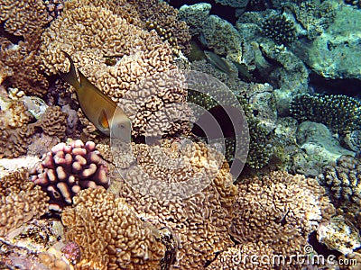 Stock Photo: Yellow fish and coral reef