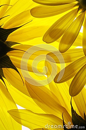 yellow flowers background. YELLOW FLOWERS BACKGROUND