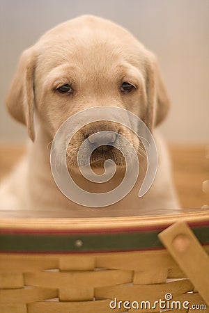 cute yellow lab dogs. Yellow lab pup in a basket.