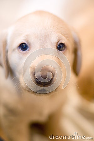 cute yellow labrador puppy. Yellow lab pup looking up at
