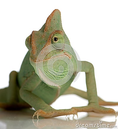 female yemen chameleon. YEMEN CHAMELEON (click image