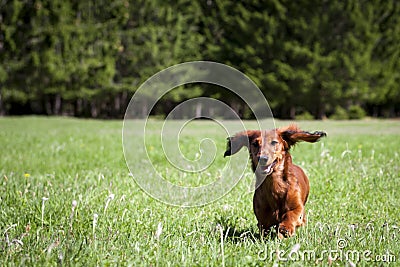 young-sausage-dog-runs-toward-in-fresh-green-grass-thumb24900402.jpg