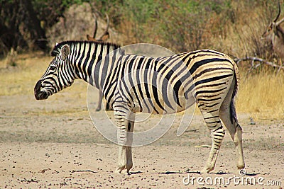 Zebra Burchell