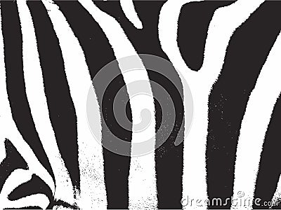 Images Of Zebra Stripes. ZEBRA STRIPES PATTERN TEXTURE
