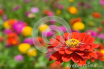 Zinnia Flower on Zinnia Flowers Royalty Free Stock Photo   Image  17397475