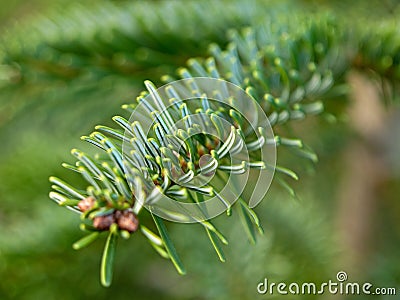 Scots pine - Wikipedia, the free encyclopedia