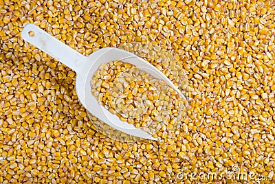 corn-seed-thumb21449476.jpg