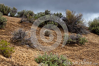 Desert Patterns - Lou Oates Photography