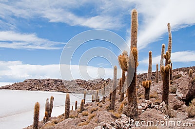 Desert Vegetation On Incahuasi Island (bolivia)))