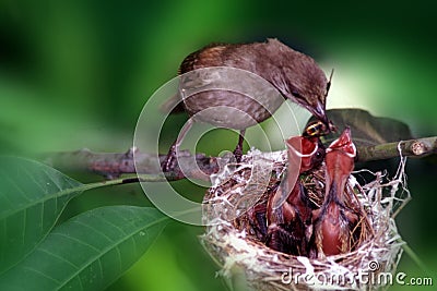 Feeding Baby Bird 